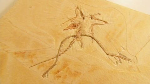 Auf einer gelblichen Steinplatte ist der Abdruck eines Archäopteryx-Skeletts zu sehen. (Foto: SWR/WDR)