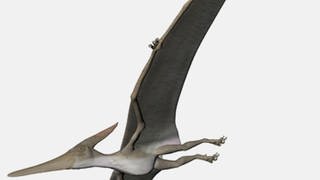 Nachbildung eines fliegenden Dinosauriers mit sehr langen Flügeln. (Foto: Paul Moore, Dreamstime.com)