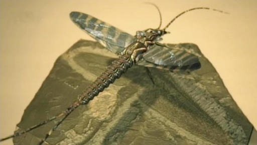 Ein Libellen-ähnliches Insekt sitzt auf einem Stein. (Foto: SWR/WDR)