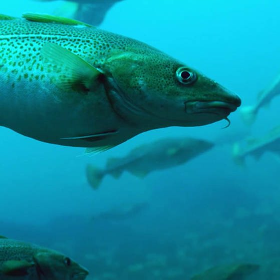 Unterwasseraufnahme Fische. (Foto: SWR – Screenshot aus der Sendung)