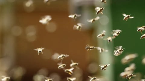 Bienen im Flug. (Foto: SWR – Screenshot aus der Sendung)