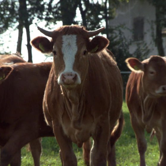 Mehrere Kühe, die in die Kamera gucken (Foto: SWR – Screenshot aus der Sendung)