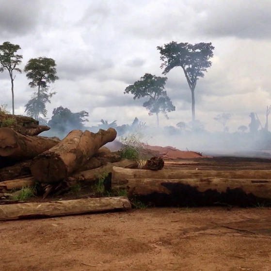 Abgeholzte Baumstämme, im Hintergrund Rauch. (Foto: SWR – Screenshot aus der Sendung)