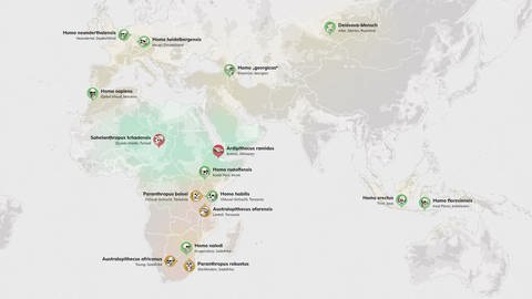 In der interaktiven Anwendung Stammbaum des Menschen können anhand einer Weltkarte die Fundorte von verschiedenen Urmenschenarten entdeckt werden.  (Foto: Screenshot der Karte aus der interaktiven Anwendung)