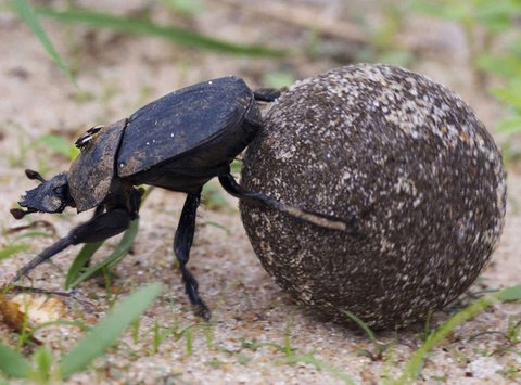 Pillendreher (Foto: Imago)