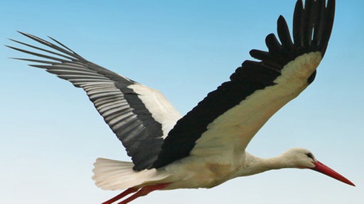 Ein Storch beim Flug vor blauem Himmel.