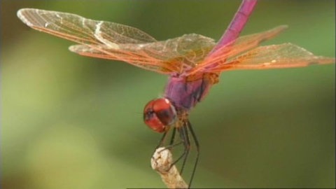 Eine farbenprächtige Libelle in Rot, Orange und Violett sitzt vor grünem Hintergrund auf dem Ende eines Stängels. (Foto: SWR/WDR)