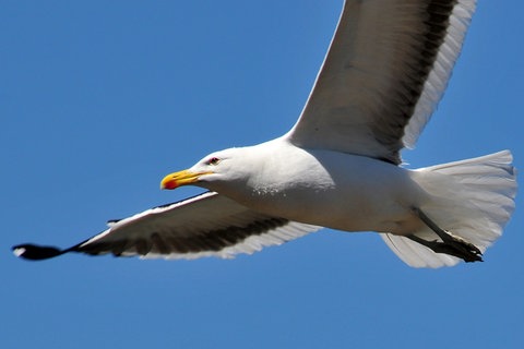 Eine Silbermöwe fliegt vor blauem Himmel.