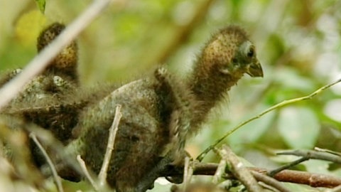 Grau-braunes Vogelküken in einem Nest. Es hat noch keine Federn, sondern nur einen Flaum. (Foto: SWR/WDR)