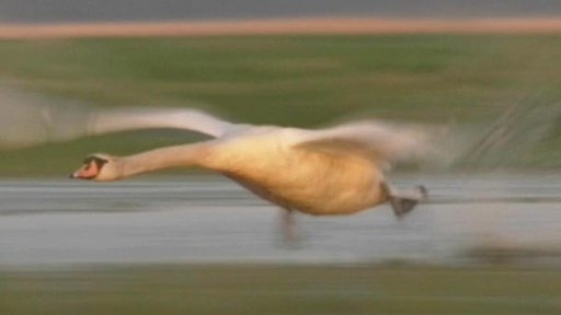 Ein bräunlich-roter Schwan startet vom Boden aus. (Foto: SWR/WDR)