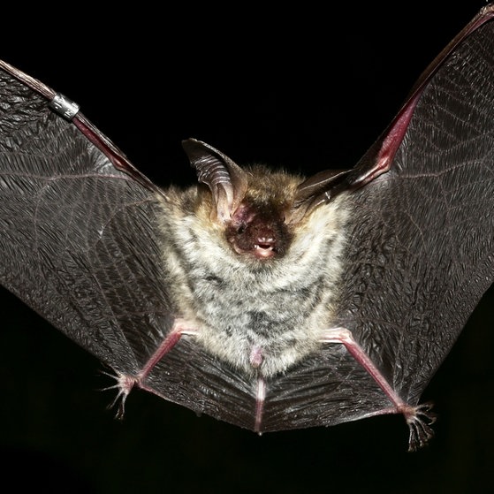 Eine Fledermaus bei Nacht – im Flug von vorn aufgenommen. (Foto: Geza Farkas, Dreamstime.com)