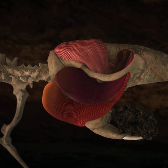 Nacktmull-Skelett mit Kaumuskeln. (Foto: SWR – Screenshot aus der Sendung)