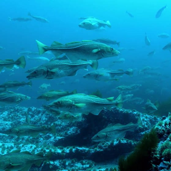 Unterwasseraufnahme: Meeresfische. (Foto: SWR – Screenshot aus der Sendung)
