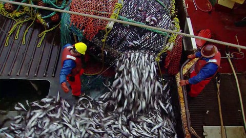 Volles Fischernetz wird auf einem Schiff entleert.