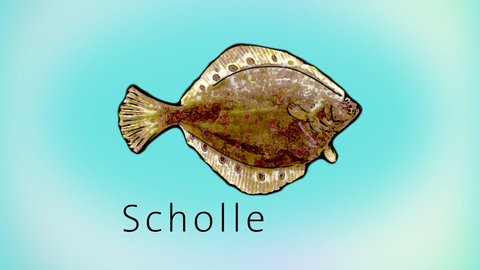 Zeichnung einer Scholle