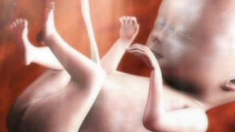 Animation von einem Fötus