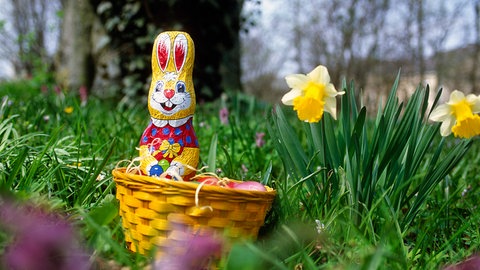 Schokoladen-Osterhase im Körbchen neben Osterglocken