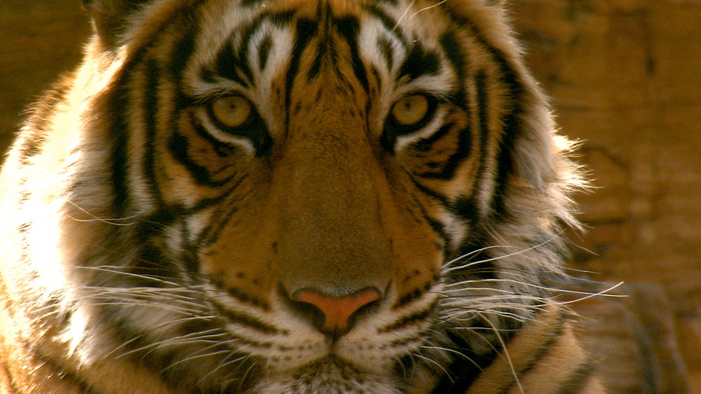 Kopf eines Tigers (Foto: WDR)