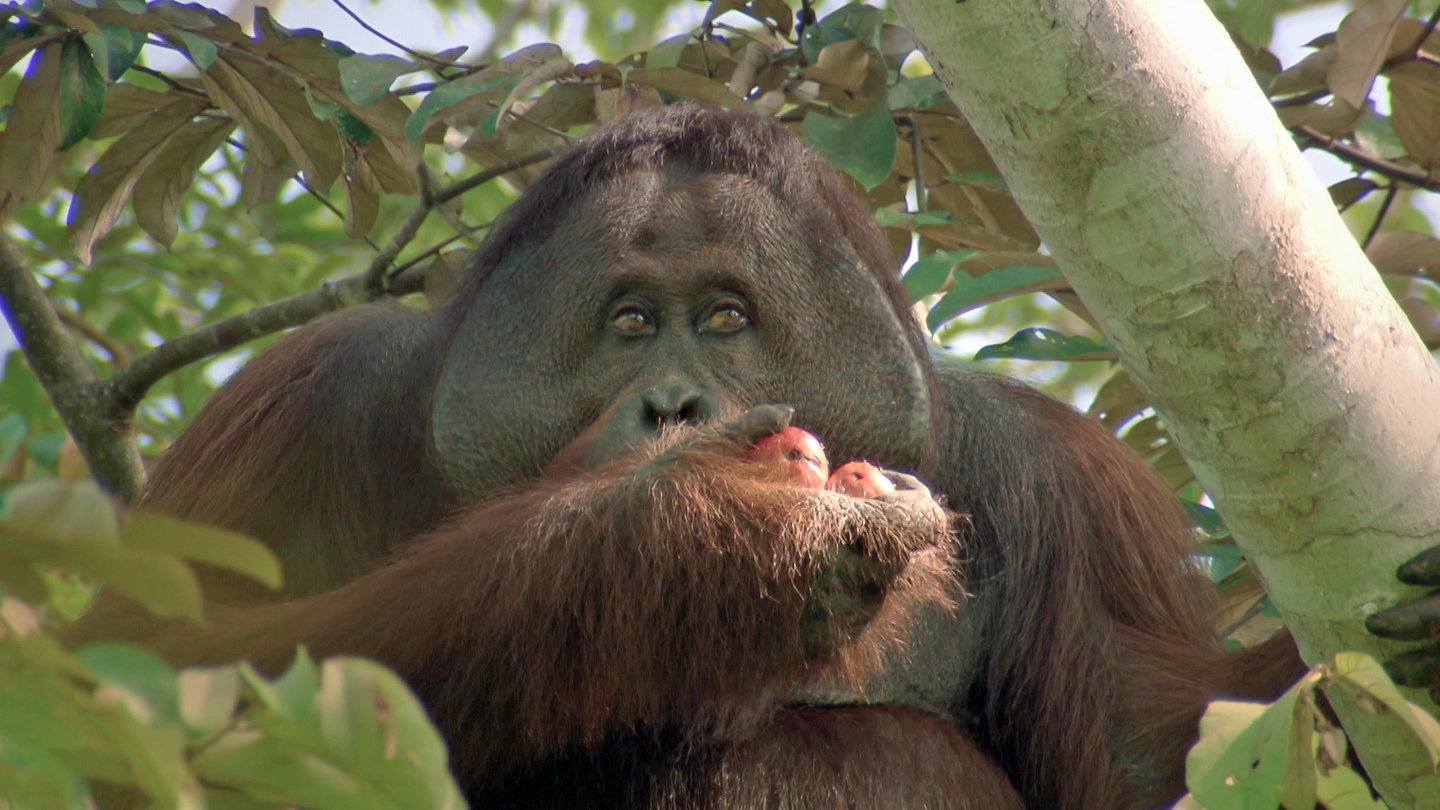 Kopf eines ausgewachsenen Orang-Utans in einem Baum