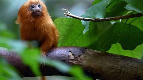 Goldene Löwenäffchen