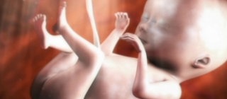 Animation von einem Fötus