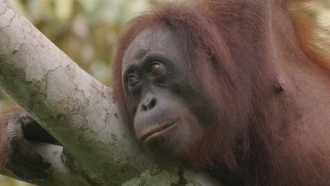 Kopf eines Orang-Utans