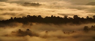 Nebelschwaden über dem Regenwald