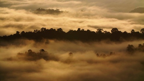 Nebelschwaden über dem Regenwald