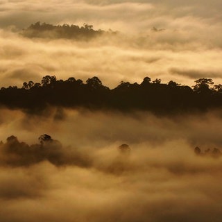 Nebelschwaden über dem Regenwald