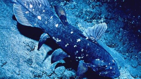 In mehr als hundert Metern Tiefe schwimmt ein Quastenflosser über dem Meeresboden und leuchtet im Licht der Kamera dunkelblau