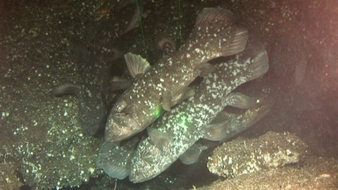 Mehrere Quastenflosser schwimmen nebeneinander an einer Felswand