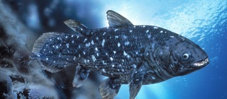 Der Quastenflosser mit seinen Fleischflossen und dem charakteristischen Fleckenmuster