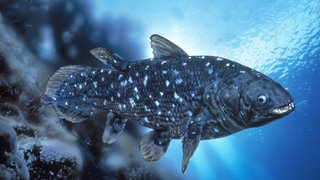 Der Quastenflosser mit seinen Fleischflossen und dem charakteristischen Fleckenmuster