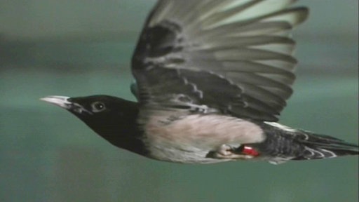Vogel im Flug – von der Seite aufgenommen.