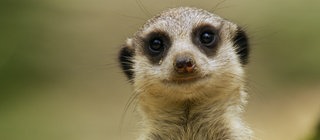 Ein Erdmännchen schaut in die Kamera.