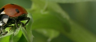 Ein Marienkäfer klettert auf einem grünen Zweig.