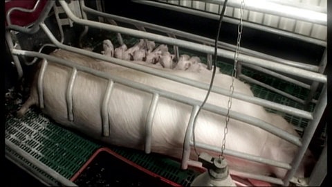 Eine Sau liegt in einem sehr kleinen Käfig auf der Seite, während ihre Ferkel durchs Käfiggitter gesäugt werden.