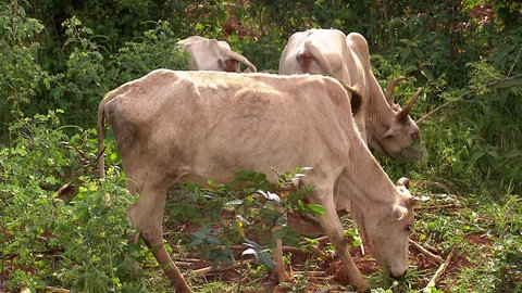 Mehrere Rinder grasen in einer Buschlandschaft