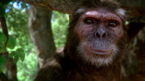 Rekonstruktion: Kopf von Ardi.