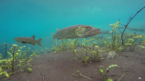 Hecht schwimmt über Unterwasser-Pflanzen.