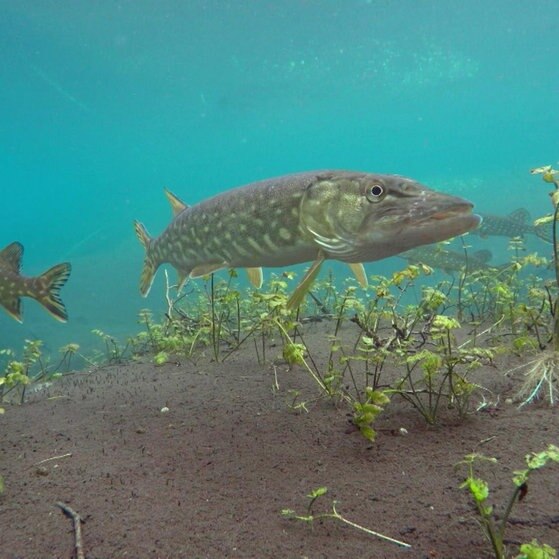 Hecht schwimmt über Unterwasser-Pflanzen.