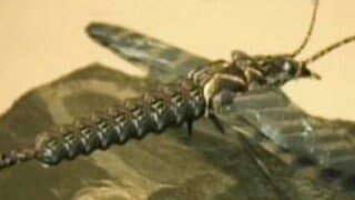 Bannerbild