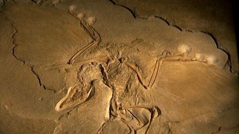 Ein versteinerter Abdruck zeigt das Skelett des Archaeopteryx