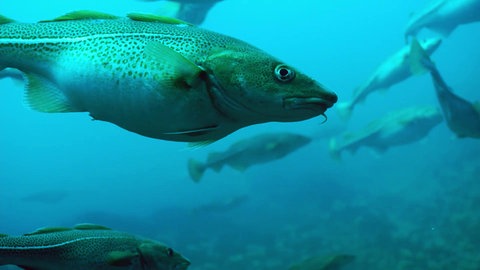 Unterwasseraufnahme Fische.