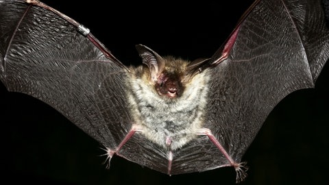 Eine Fledermaus bei Nacht – im Flug von vorn aufgenommen.