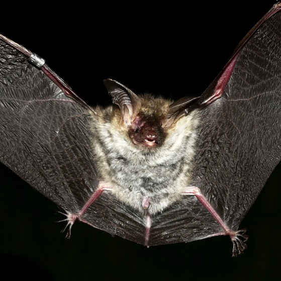 Eine Fledermaus bei Nacht – im Flug von vorn aufgenommen.