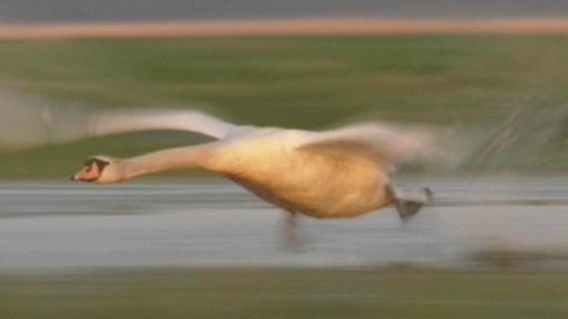 Ein bräunlich-roter Schwan startet vom Boden aus.