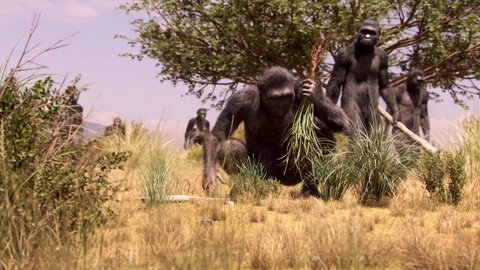 Gruppe des Frühmenschen "Lucy".