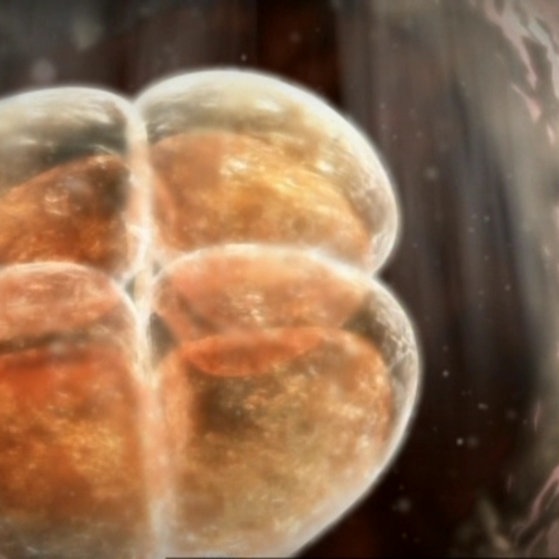 Eizelle bei der Teilung.