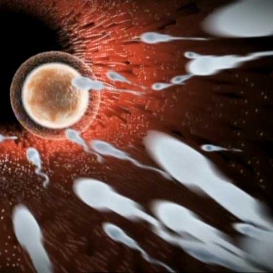 Computeranimation : Spermienvor Eizelle .